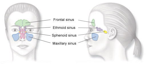 Sinus Anatomy Image